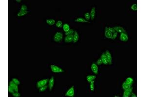 Immunofluorescent analysis of HepG2 cells using ABIN7162891 at dilution of 1:100 and Alexa Fluor 488-congugated AffiniPure Goat Anti-Rabbit IgG(H+L) (PLIN3 antibody  (AA 192-324))
