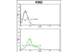 SORCS1 Antibody (N-term) (ABIN652682 and ABIN2842454) flow cytometric analysis of k562 cells (bottom histogram) compared to a negative control cell (top histogram). (SORCS1 antibody  (N-Term))