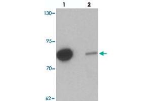 Western blot analysis of GBP6 in HeLa cell lysate with GBP6 polyclonal antibody  at 0. (GBP6 antibody  (C-Term))