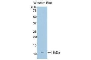 Western Blotting (WB) image for anti-Fc Fragment of IgG, Low Affinity IIIa, Receptor (CD16a) (FCGR3A) (AA 26-108) antibody (ABIN1174450) (FCGR3A antibody  (AA 26-108))