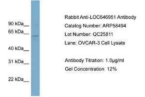 WB Suggested Anti-FAM188B2  Antibody Titration: 0. (FAM188B2 antibody  (Middle Region))