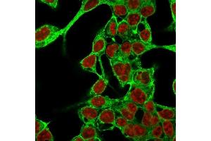 Immunofluorescence Analysis of MeOH-fixed HepG2 cells labeling Glypican-3 with Glypican-3 Mouse Monoclonal Antibody (GPC3/863) followed by Goat anti-Mouse IgG-CF488 (Green). (Glypican 3 antibody)