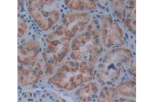 Used in DAB staining on fromalin fixed paraffin- embedded kidney tissue (FKBP2 antibody  (AA 1-142))