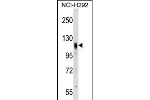 Prominin 2 antibody  (AA 440-466)