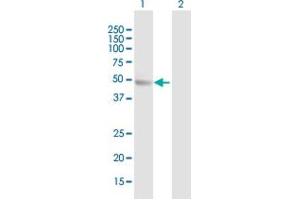 TTC38 antibody  (AA 1-469)