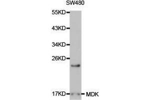 Western Blotting (WB) image for anti-Midkine (Neurite Growth-Promoting Factor 2) (MDK) antibody (ABIN1873672) (Midkine antibody)
