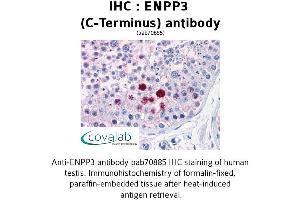 Image no. 2 for anti-Ectonucleotide pyrophosphatase/phosphodiesterase 3 (ENPP3) (C-Term) antibody (ABIN1734046) (ENPP3 antibody  (C-Term))