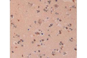 Used in DAB staining on fromalin fixed paraffin- embedded brain tissue (XPO5 antibody  (AA 2-180))