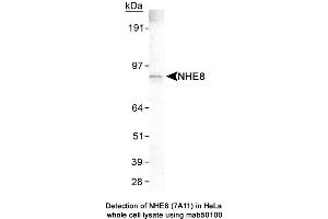 Image no. 1 for anti-Solute Carrier Family 9 (Sodium/hydrogen Exchanger), Member 8 (SLC9A8) (C-Term) antibody (ABIN363254) (NHE8 antibody  (C-Term))