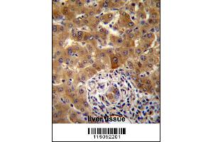 PHF17 Antibody immunohistochemistry analysis in formalin fixed and paraffin embedded human liver tissue followed by peroxidase conjugation of the secondary antibody and DAB staining. (PHF17 antibody  (N-Term))