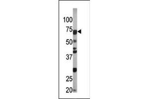 The anti-Phospho-CDC6-S54 Pab (ABIN389537 and ABIN2839584) is used in Western blot to detect Phospho-CDC6-S54 in Ramos tissue lysate (CDC6 antibody  (pSer54))