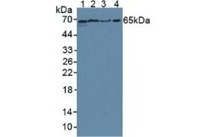 Figure. (CD55 antibody  (AA 254-372))