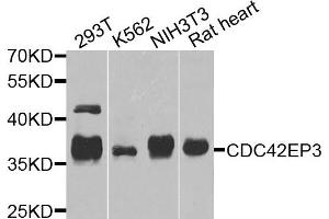 Western blot analysis of extracts of various cells, using CDC42EP3 antibody. (CDC42EP3 antibody)