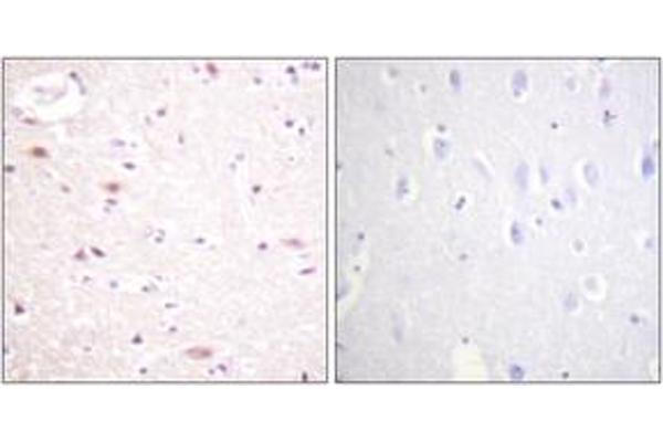 CDC16 antibody  (pSer560)