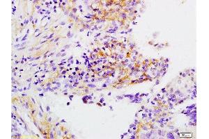 Immunohistochemistry (Paraffin-embedded Sections) (IHC (p)) image for anti-Apolipoprotein H (Beta-2-Glycoprotein I) (APOH) (AA 281-345) antibody (ABIN731483)