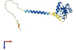 Protein Structure (PS) image for Killer Cell Lectin-Like Receptor Subfamily B, Member 1 (KLRB1) (AA 1-214) protein (His tag) (ABIN7556961)