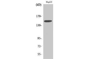 Western Blotting (WB) image for anti-Integrin, alpha 3 (ITGA3) (Internal Region) antibody (ABIN3185196) (ITGA3 antibody  (Internal Region))