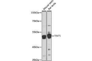 Western blot analysis of extracts of various cell lines, using TEKT1 antibody (ABIN7270759) at 1:1000 dilution.