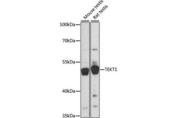 TEKT1 Antikörper  (AA 1-300)