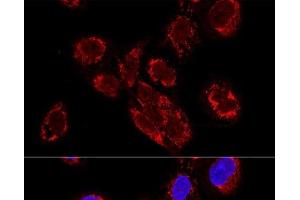 Immunofluorescence (IF) image for anti-Transcription Elongation Factor, Mitochondrial (TEFM) antibody (ABIN7264563)