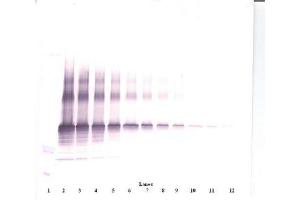 Image no. 1 for anti-Nephroblastoma Overexpressed (NOV) antibody (ABIN465355) (NOV antibody)