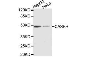 Western Blotting (WB) image for anti-Caspase 9, Apoptosis-Related Cysteine Peptidase (CASP9) antibody (ABIN1871476) (Caspase 9 antibody)