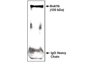 Image no. 1 for anti-Budding Uninhibited By Benzimidazoles 1 Homolog beta (Yeast) (BUB1B) (C-Term) antibody (ABIN265006)