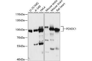 Western blot analysis of extracts of various cell lines, using PDXDC1 antibody (ABIN7269759) at 1:1000 dilution. (PDXDC1 antibody  (AA 489-788))