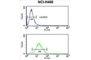 CCNB1IP1 Antibody (C-term) flow cytometry analysis of NCI-H460 cells (bottom histogram) compared to a negative control cell (top histogram). (CCNB1IP1 antibody  (C-Term))