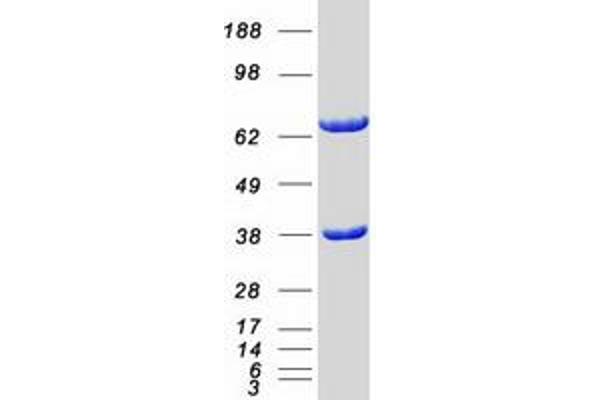CDC37L1 Protein (Myc-DYKDDDDK Tag)