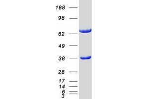 Validation with Western Blot (CDC37L1 Protein (Myc-DYKDDDDK Tag))