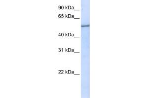 WB Suggested Anti-EIF2S3 Antibody Titration:  0. (EIF2S3 antibody  (N-Term))