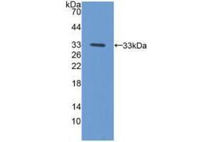 Western blot analysis of recombinant Mouse PCYOX1. (PCYOX1 antibody  (AA 249-505))