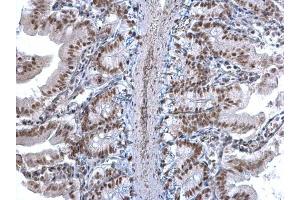 IHC-P Image U2AF35 antibody detects U2AF35 protein at nucleus on mouse intestine by immunohistochemical analysis.