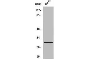 Western Blot analysis of HuvEc cells using Ribosomal Protein S4Y1 Polyclonal Antibody (RPS4Y1 antibody  (C-Term))