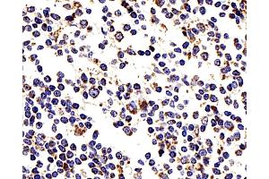Immunohistochemistry analysis of paraffin-embedded human tonsil using COX4I1 Polyclonal Antibody at dilution of 1:200. (COX IV antibody)