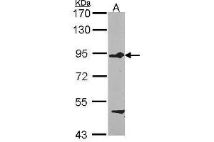 FIG4 antibody  (Center)