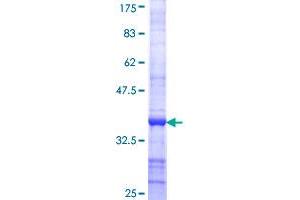 PPP1CB Protein (AA 231-327) (GST tag)