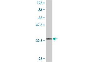 Western Blot detection against Immunogen (37. (PAFAH2 antibody  (AA 293-392))