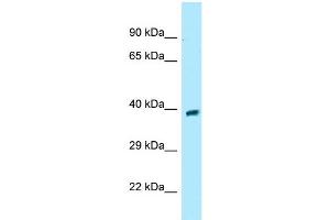 WB Suggested Anti-GPR68 Antibody Titration: 1. (GPR68 antibody  (Middle Region))