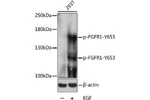 Western blot analysis of extracts of 293T cells, using Phospho-FGFR1-Y653 pAb (ABIN3023540, ABIN3023541, ABIN3023542 and ABIN6225396) at 1:1000 dilution.