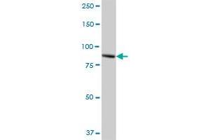 TTC7B MaxPab polyclonal antibody. (TTC7B antibody  (AA 1-843))
