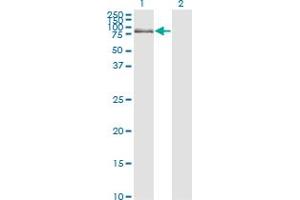 Western Blot analysis of DBF4 expression in transfected 293T cell line by DBF4 monoclonal antibody (M01), clone 6G9. (DBF4 antibody  (AA 2-98))