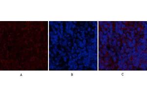 Immunofluorescence analysis of rat spleen tissue. (BMP2 antibody  (C-Term))