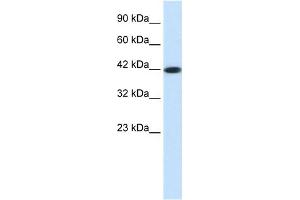 WB Suggested Anti-SSTR4 Antibody Titration: 0. (SSTR4 antibody  (Middle Region))