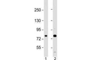 Western blot testing of human 1) A431 and 2) U-2OS cell lysate with MAN1A2 antibody at 1:2000. (MAN1A2 antibody  (AA 342-373))