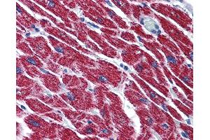 Anti-HADH / HADHSC antibody IHC of human heart. (HADH antibody  (AA 205-315))