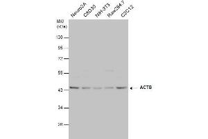 WB Image beta Actin antibody detects beta Actin protein by western blot analysis. (beta Actin antibody  (C-Term))