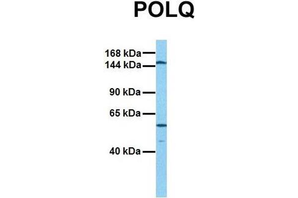 POLQ 抗体  (C-Term)