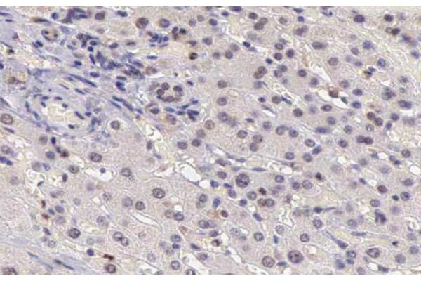 CARD6 antibody  (N-Term)